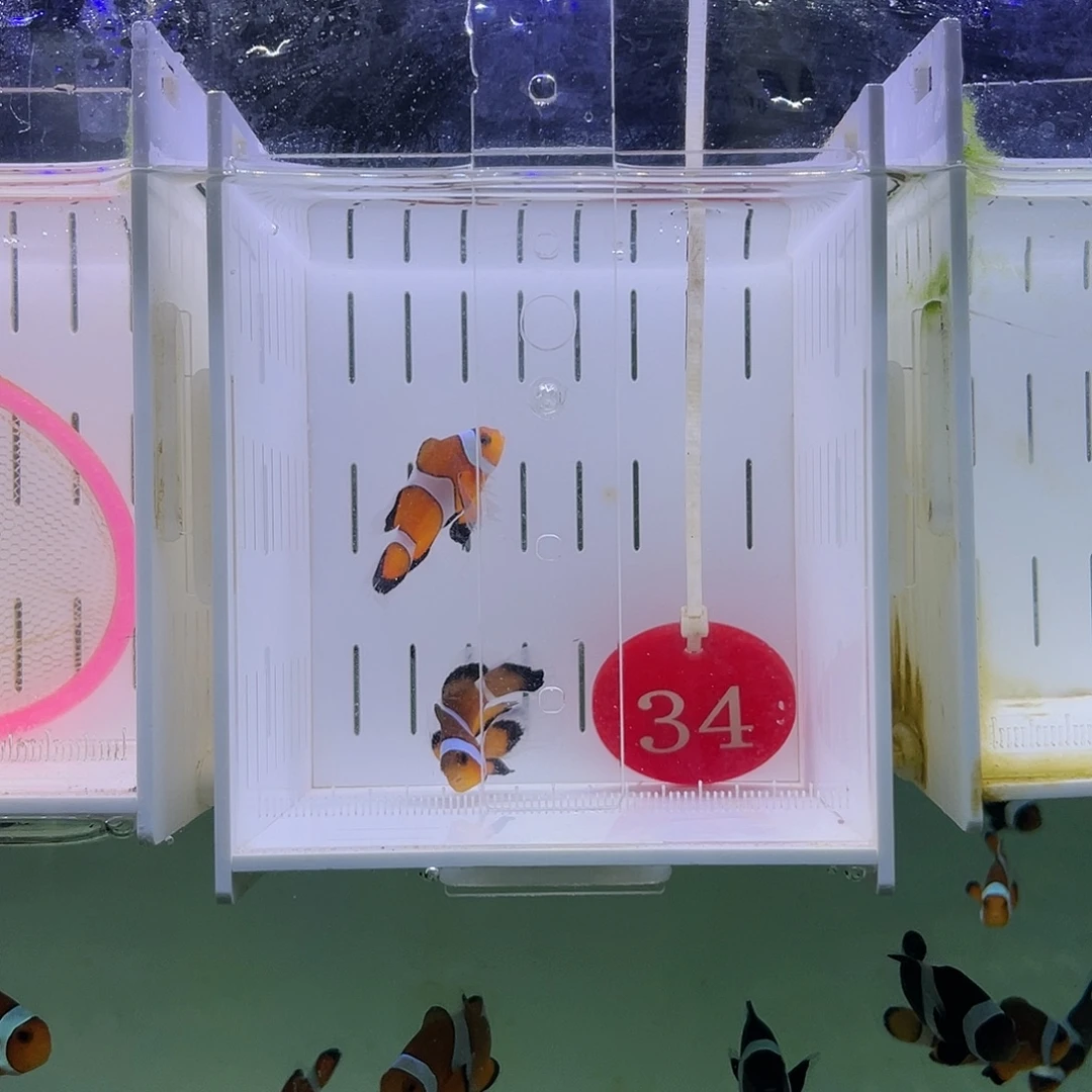 海水鱼公子礼服小丑鱼