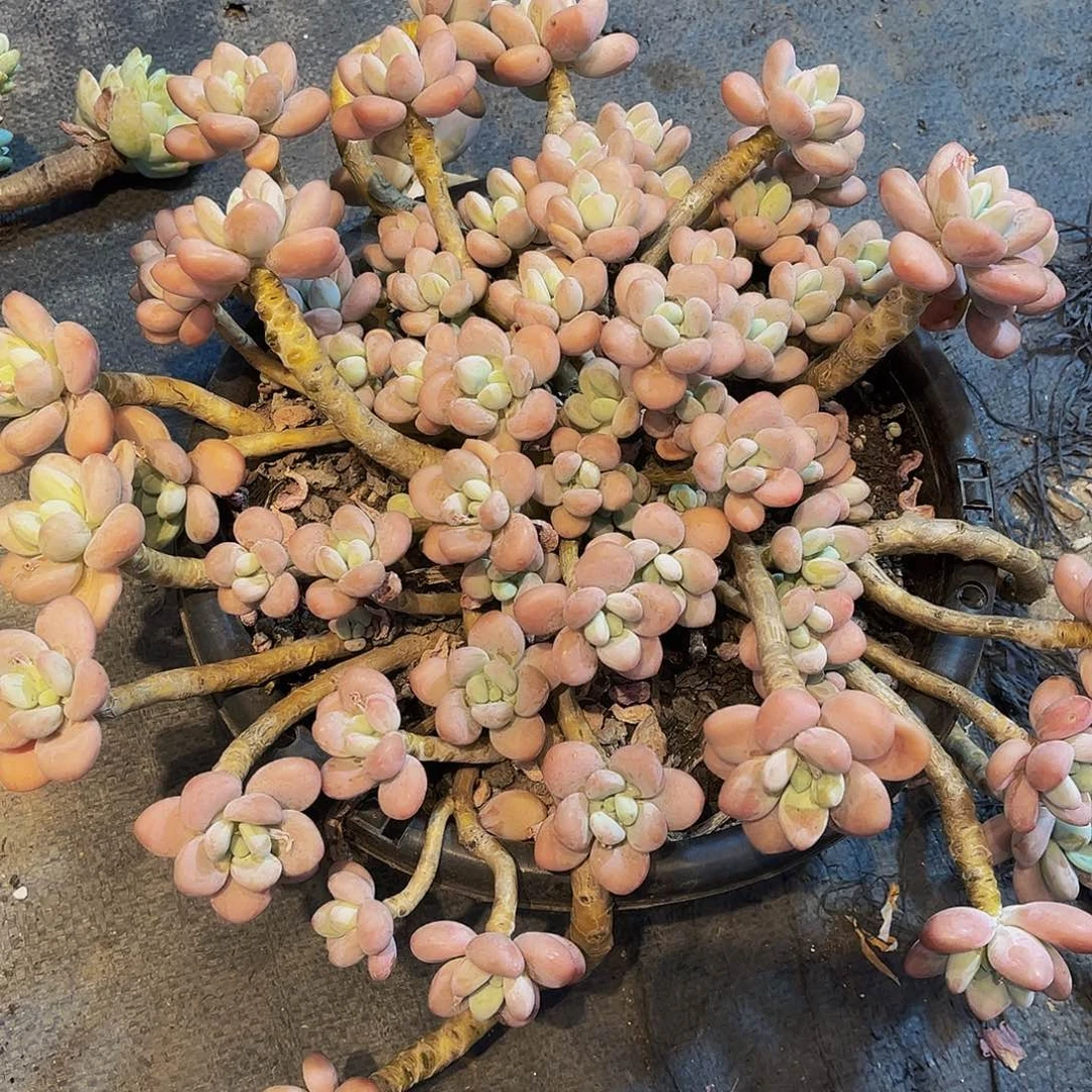 洛神多肉超大的39.9