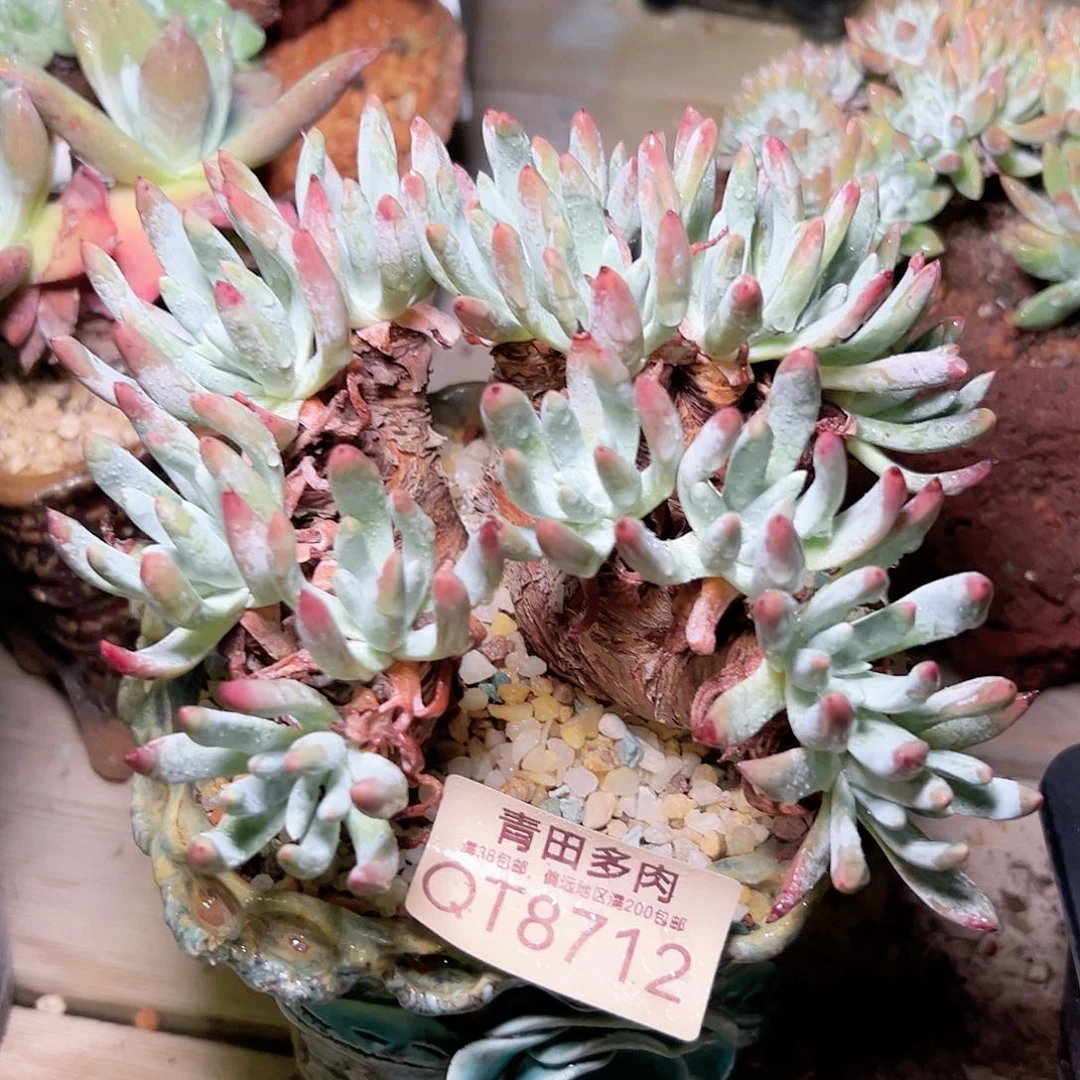 小鹿多肉福利多多8712