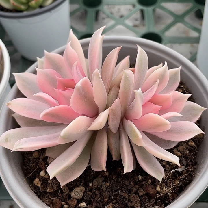 粉蝶锦。锦龙多肉园艺