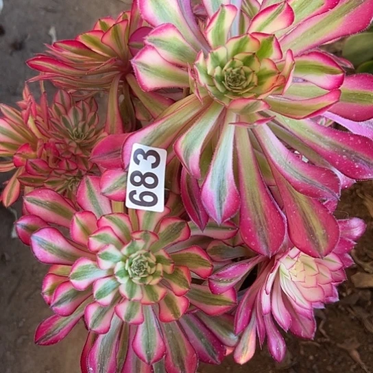 商****电多肉植物一个缺枝