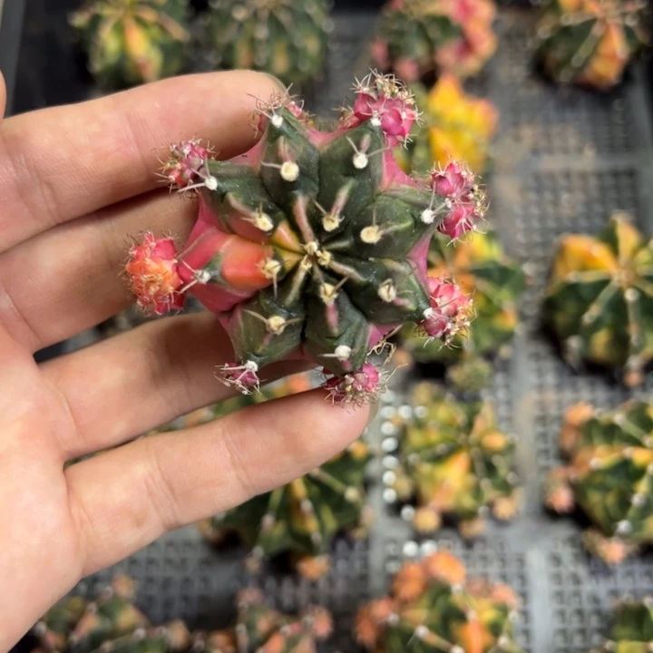 名品侧芽自根脱土发货