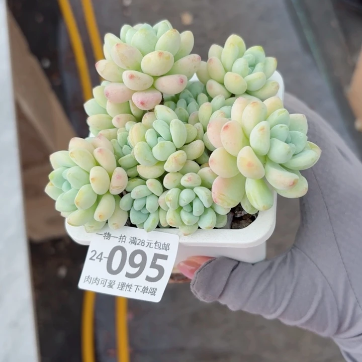 樱花罗琦多肉植物多肉植物多肉