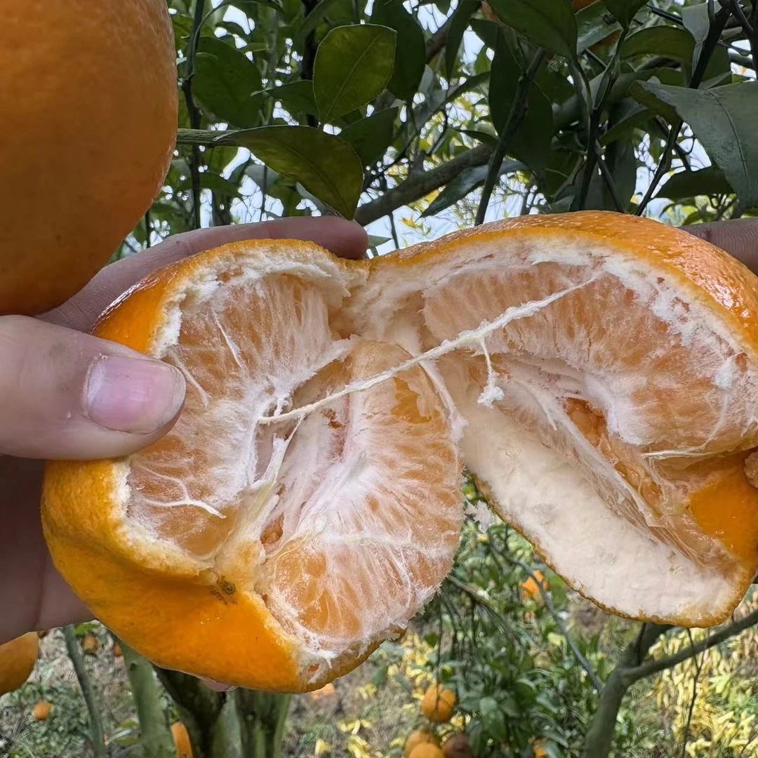 【大苗一物一拍】南北方种植 庭院阳种植花卉盆栽