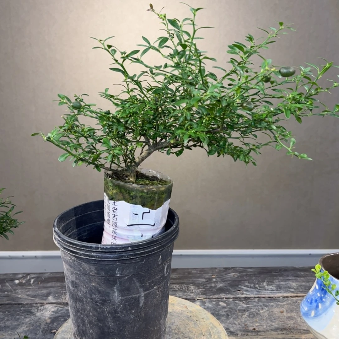 无花朵绿植盆栽植物花卉植物