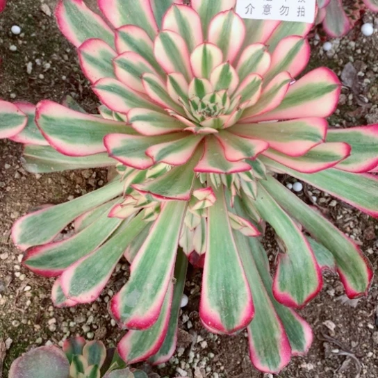 多肉植物白月光323