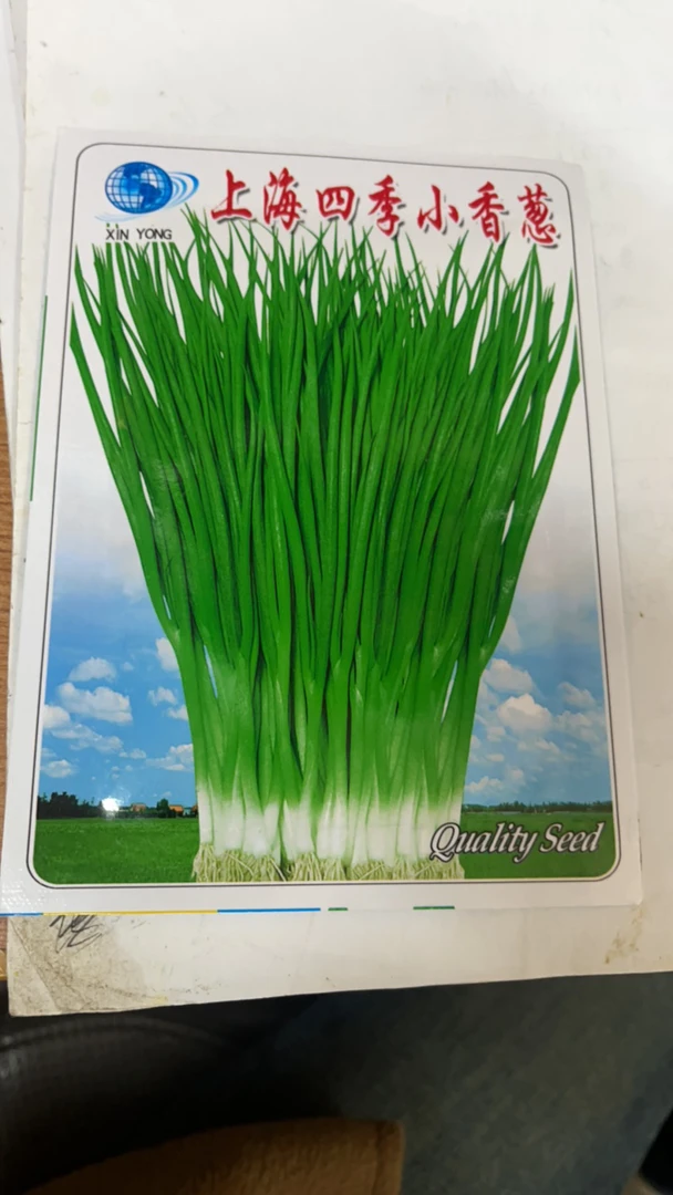 上海四季小香葱10克装