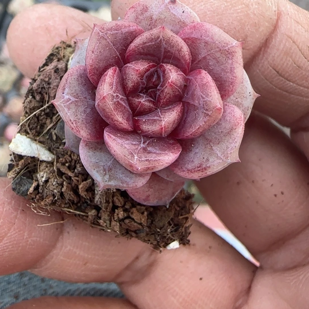 多肉小卡拉米糖心一物一拍