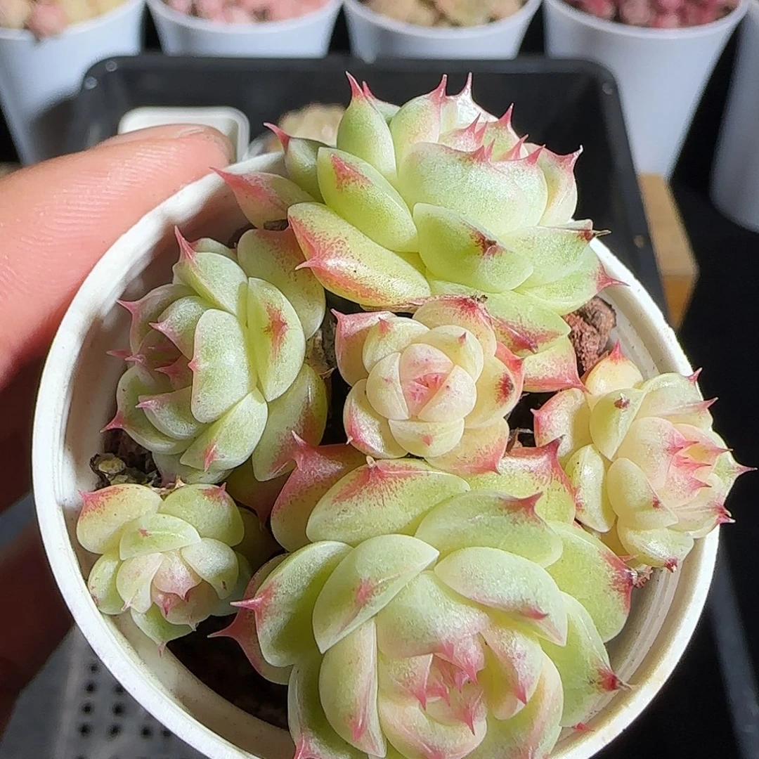 多肉1218-119麦秆