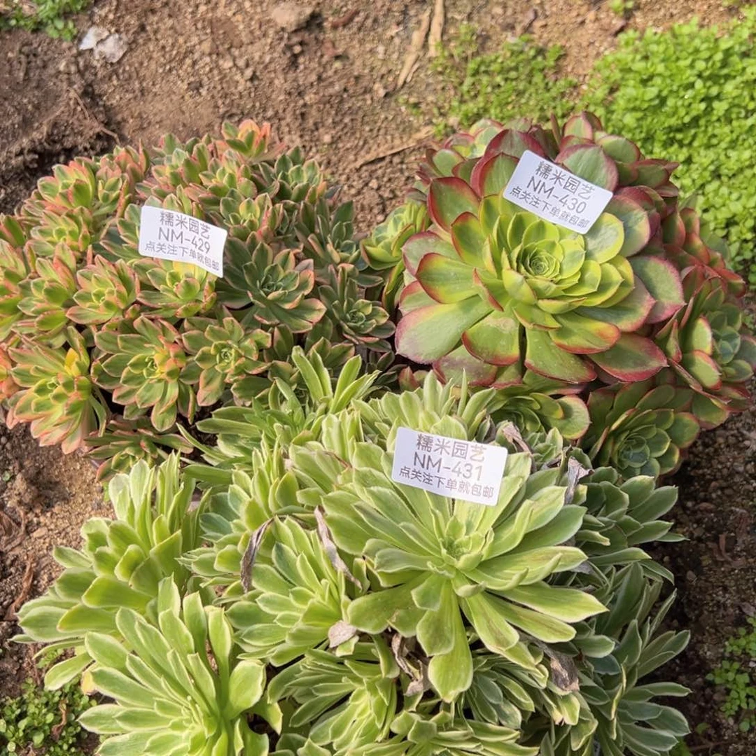 甜茶奶白碧浪组429-30-31