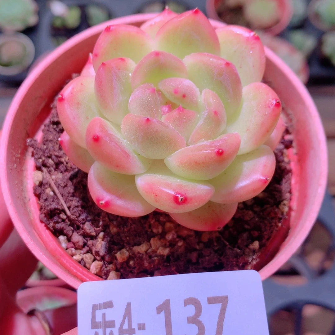 乐然4-137 新品单头