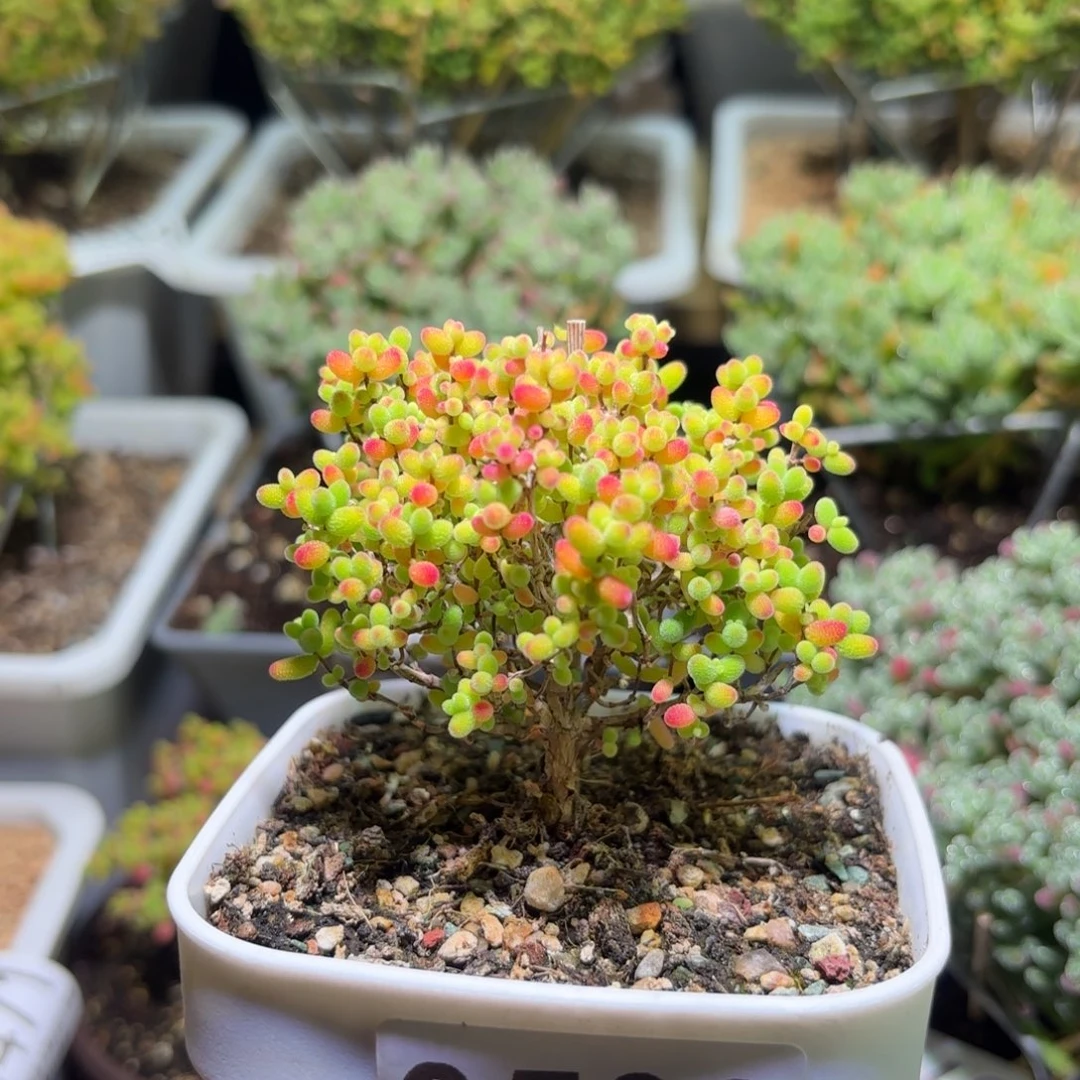 枝干番杏密橘糖球G500