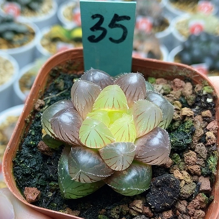 35洛神玉露123456789