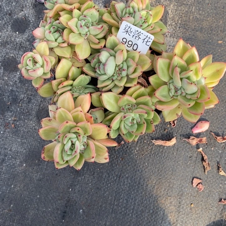 ￥*鑫精品多肉植物990