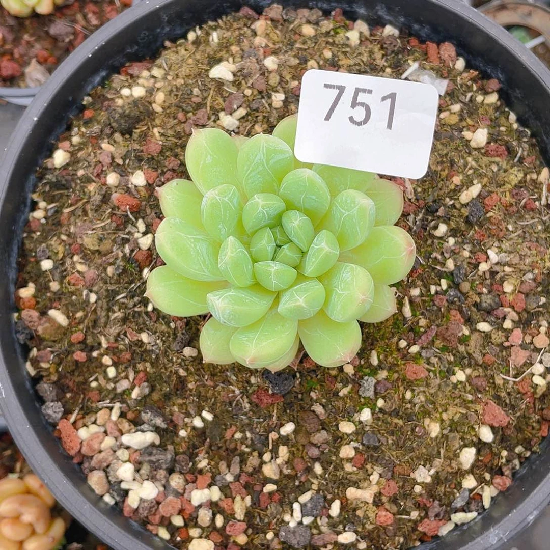 初***ぃ751。百搭翡翠。