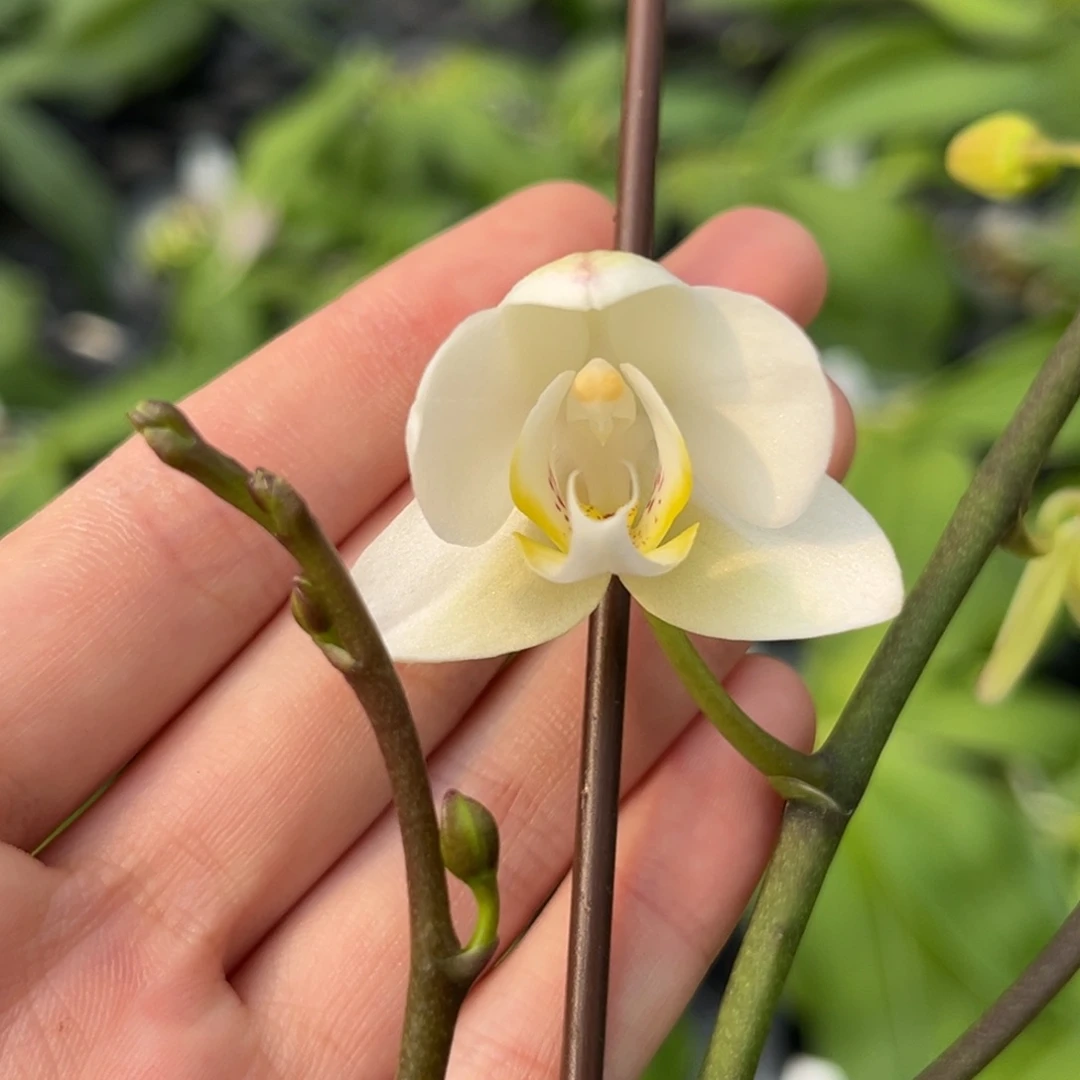 完全开放2.5寸克里斯开花株