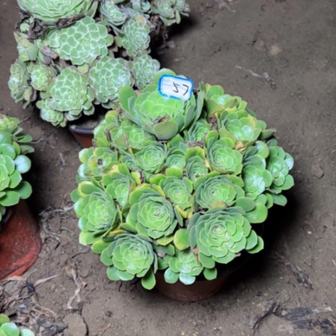 【闪购商品】绿杨荣57