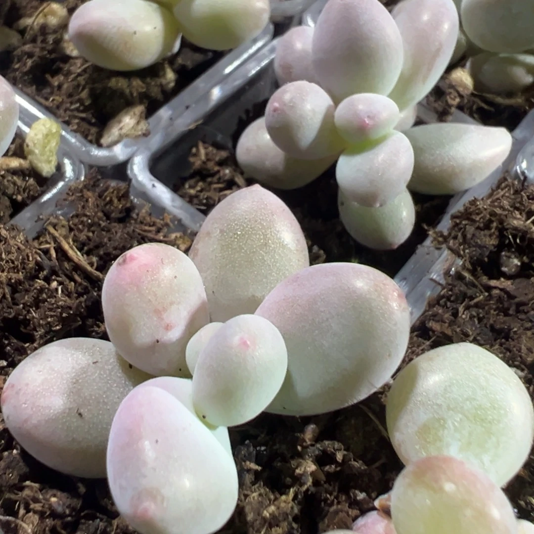 奶酪杂到手3颗 大小3cm 量拍多肉满18包邮