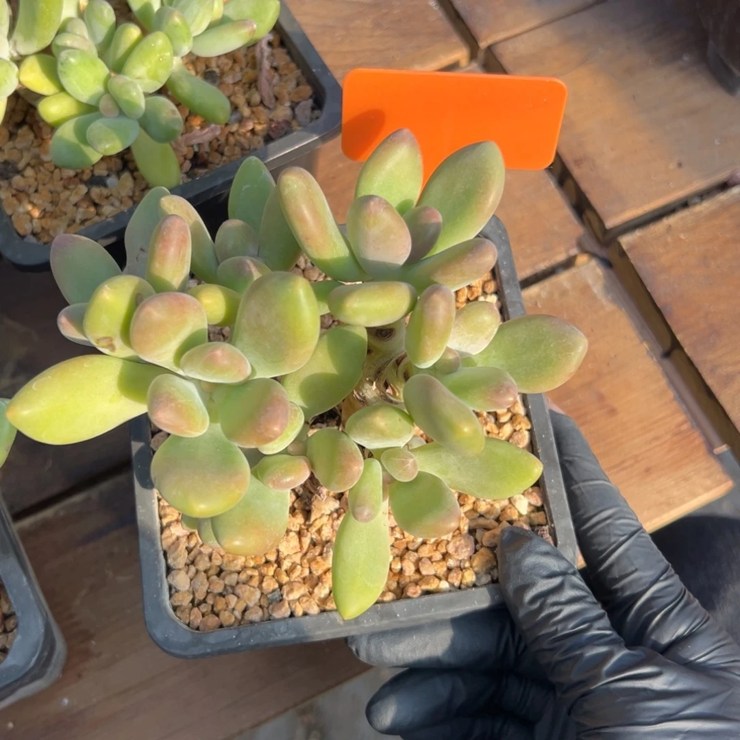 芒果奶1111111111111111