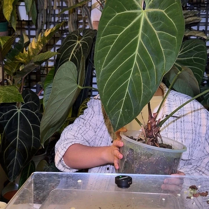 完全开放L153  原种华丽