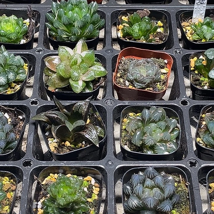 29 脱土发货8颗13.9包邮