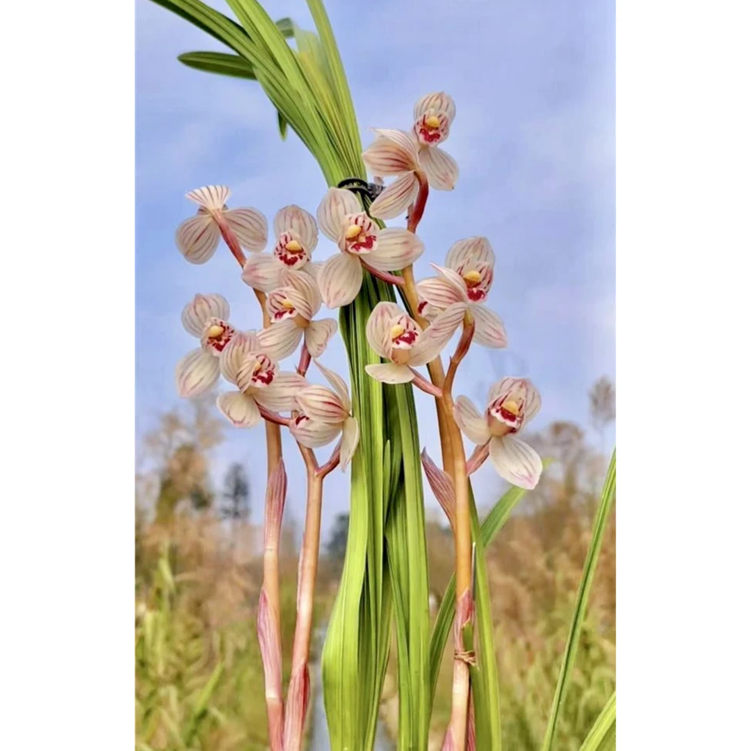 【天琢荷】莲瓣兰名品 老种3苗 花开浓香 好养易活 对版