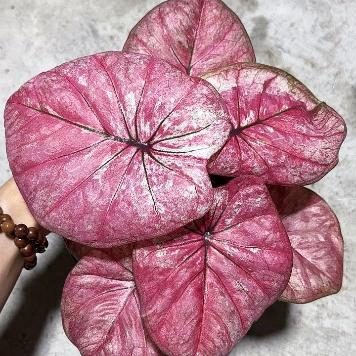 74-1005阿鲁哇彩叶芋泰国