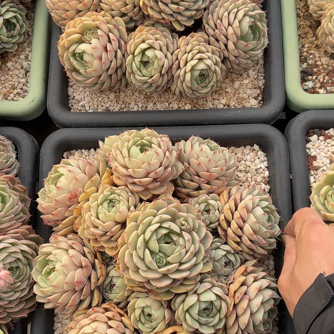 野***来两颗笨吧 00000000000