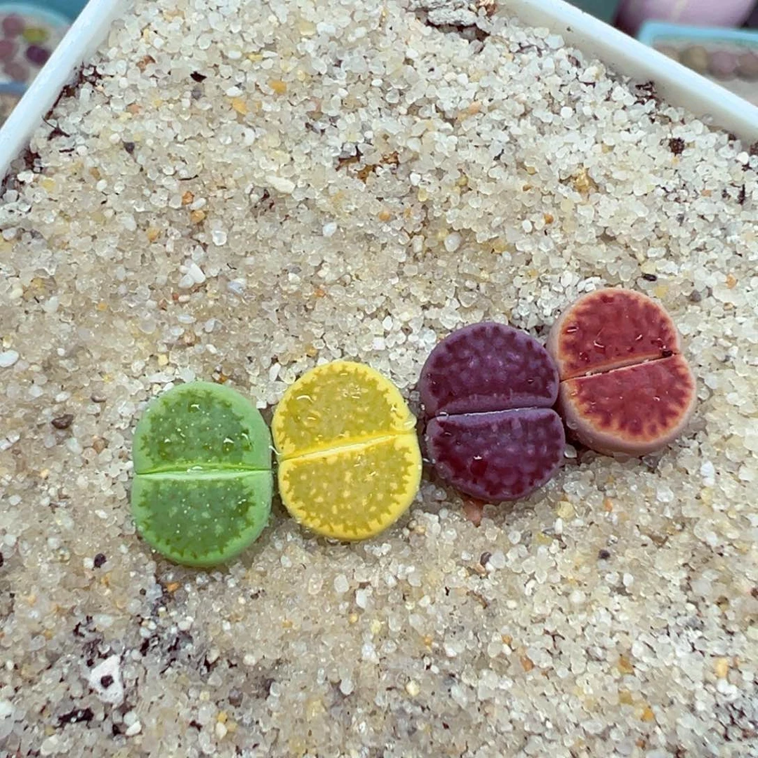 完全开放优秀的肉肉619-31