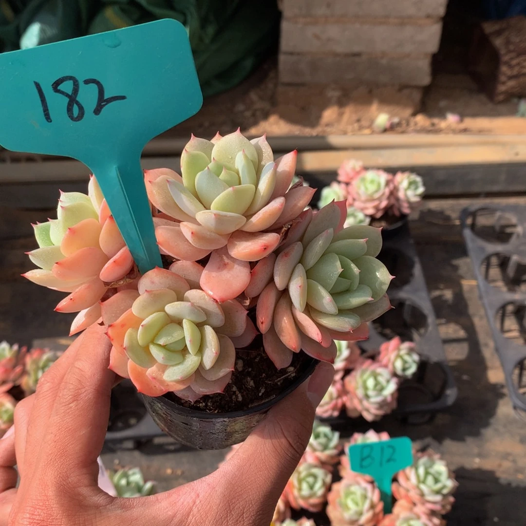 y***凉恋曲4555555555666