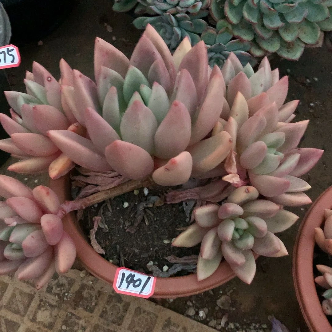 桃花源1401晓晓一物一拍
