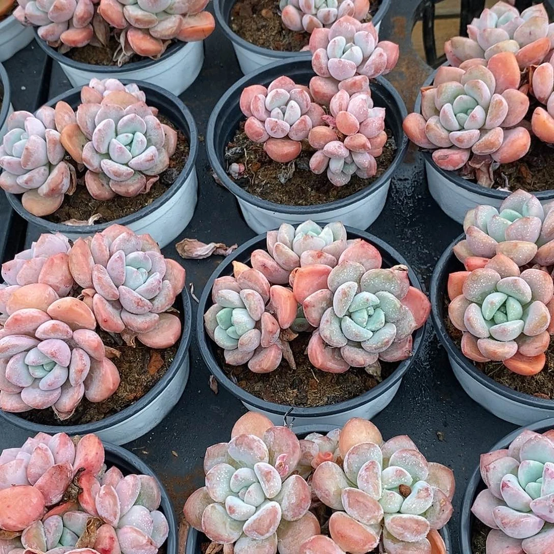 金汇园艺，团白鹭老桩群