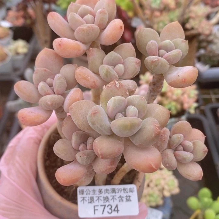 黄果树散拼734多肉植物