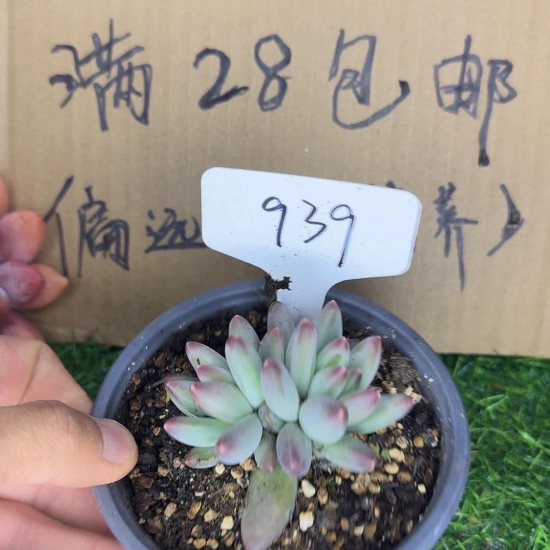 云南多肉小栈939雪戴丽
