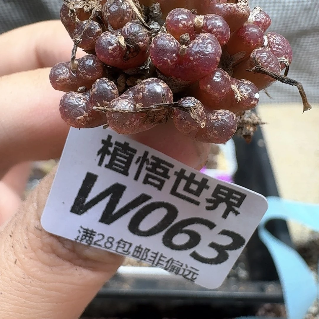 多肉植物的润泽地fgb