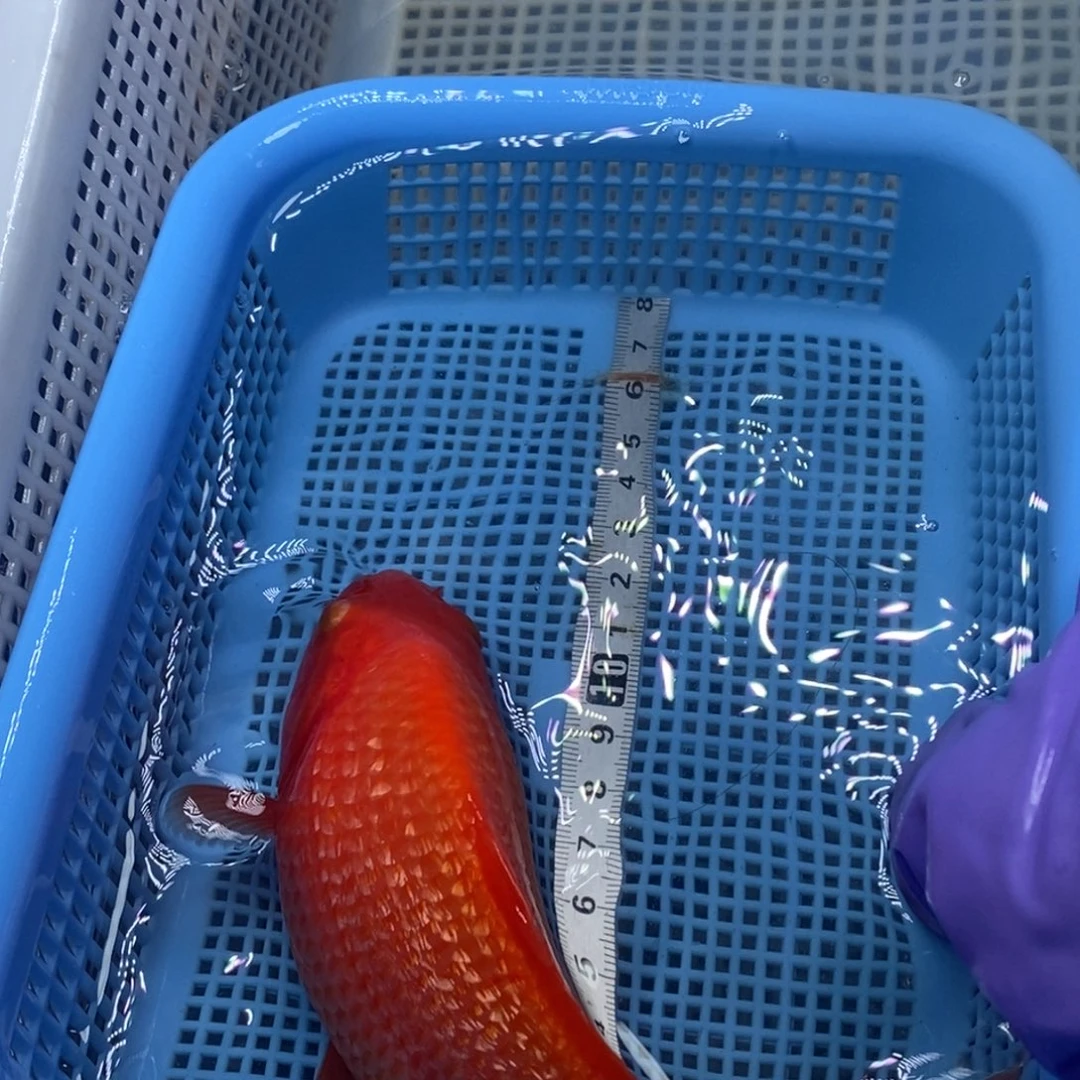 锦鲤冷水锦鲤包邮