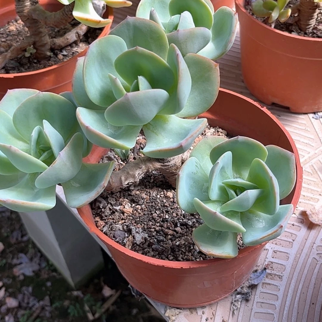 【闪购商品】无花朵陌*