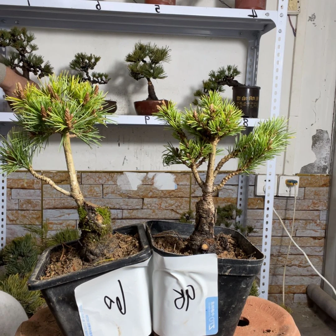 田*海辛乐五针松两颗80