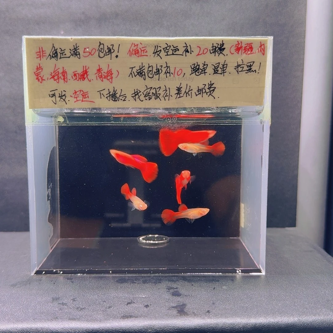 孔雀鱼大背血红3对压成