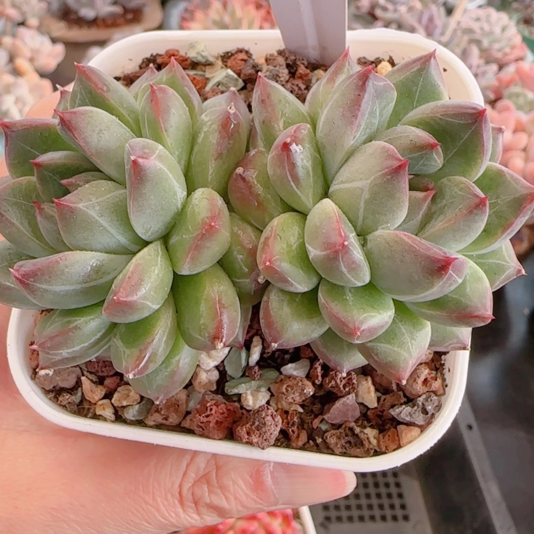 所****?多肉植物8583…………….