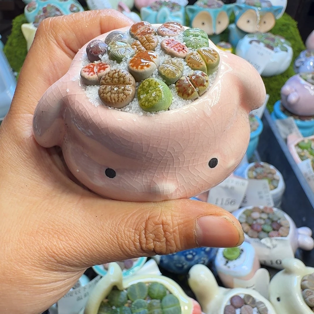 多肉植物福利冲1227