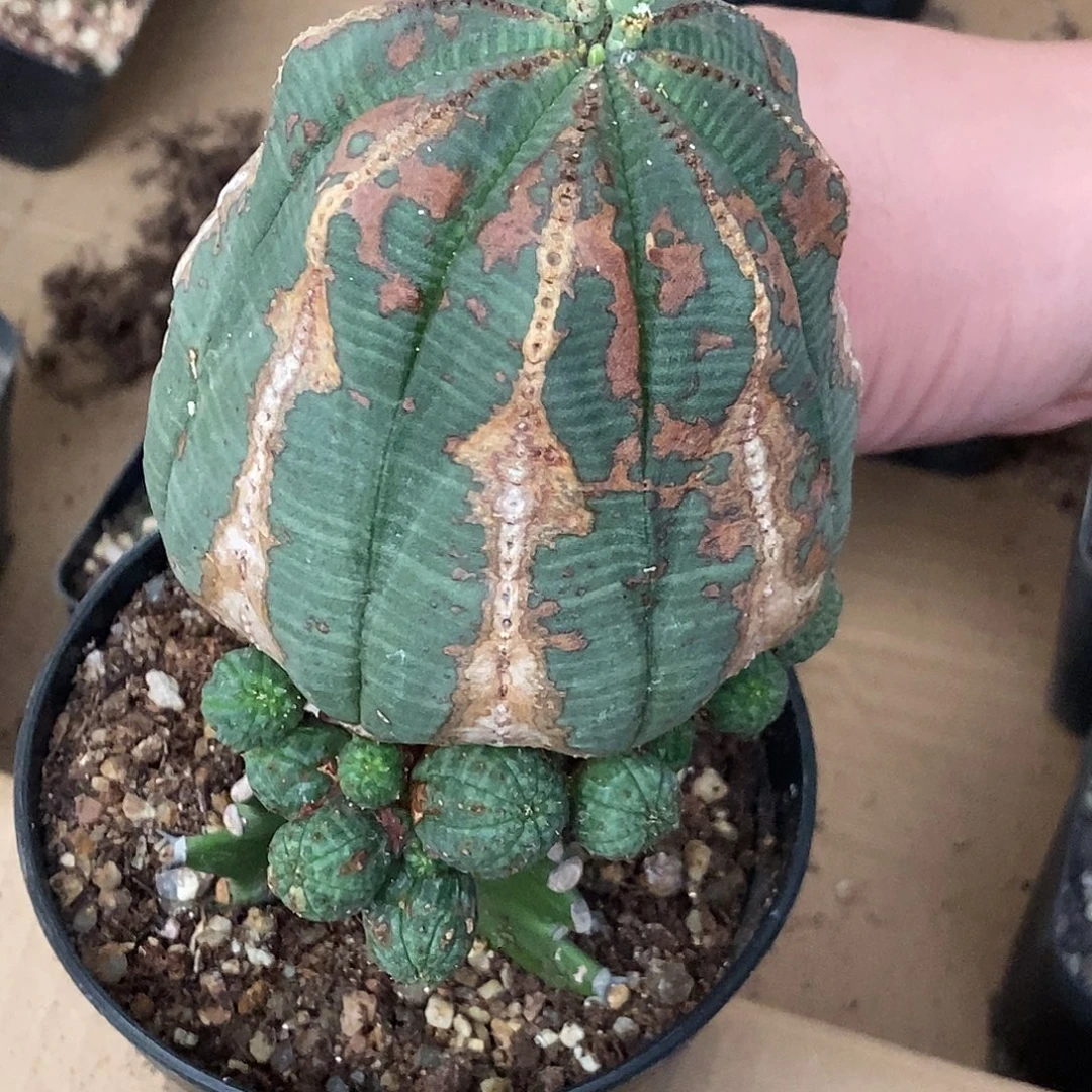 嫁接老斑布纹球群一颗仙人球