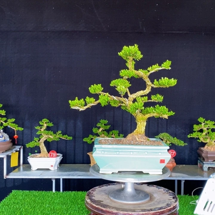 无花朵龜*广东皱皮