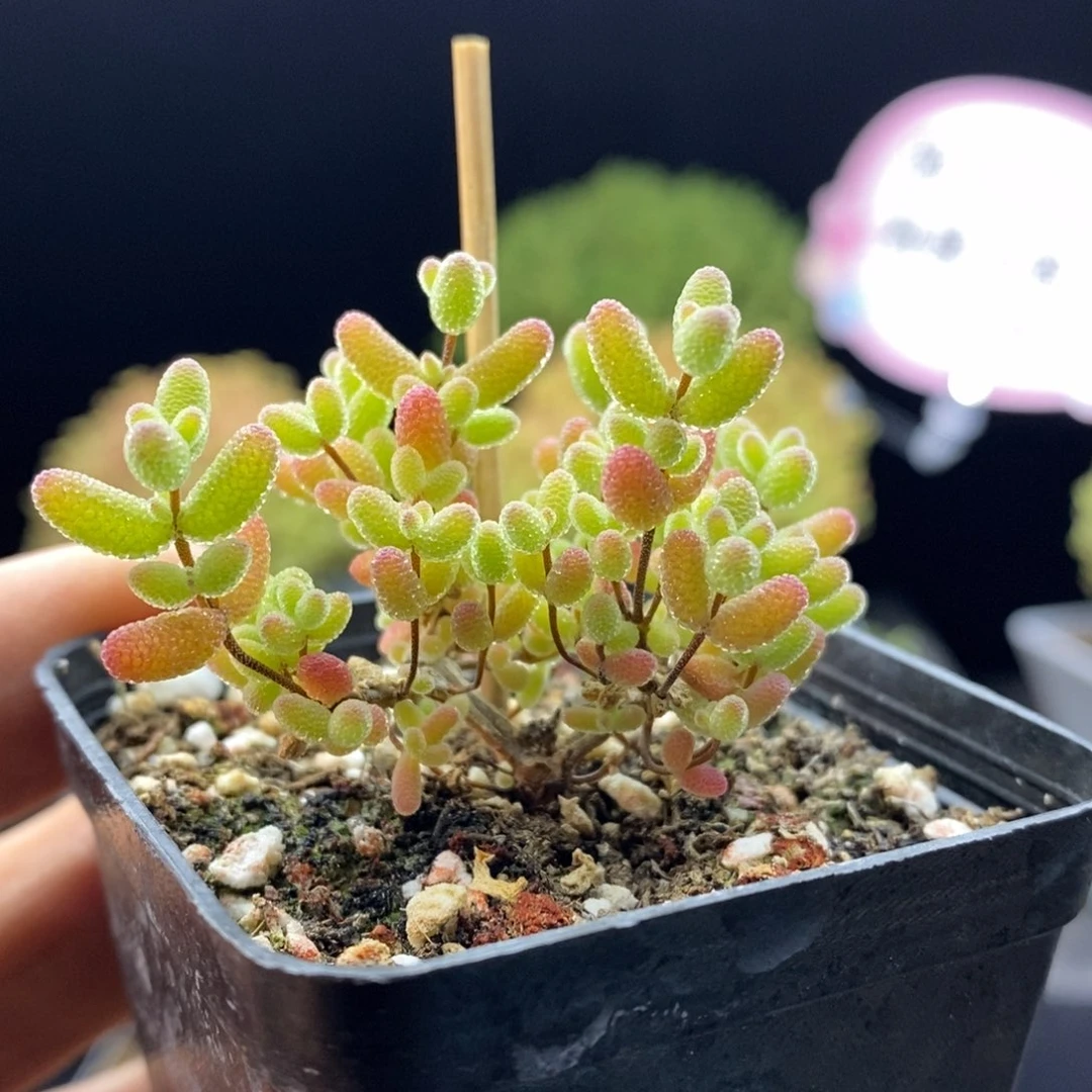 347蜜橘糖球。