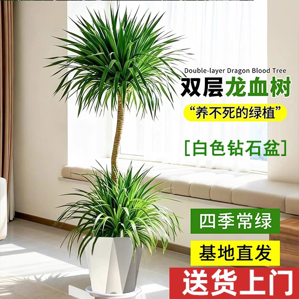 双层龙血树客厅大棵植物盆栽室内正宗大型绿植客厅大摆件耐寒耐热