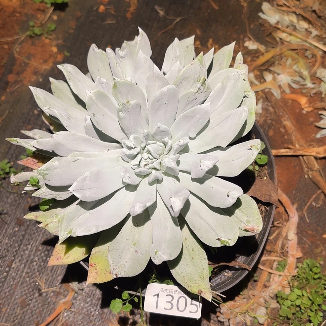 邹叶3头福利多肉1305