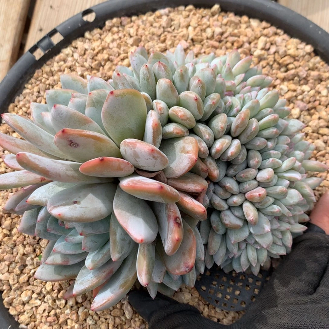 A819售后范围：签收起7天内，录开箱视频