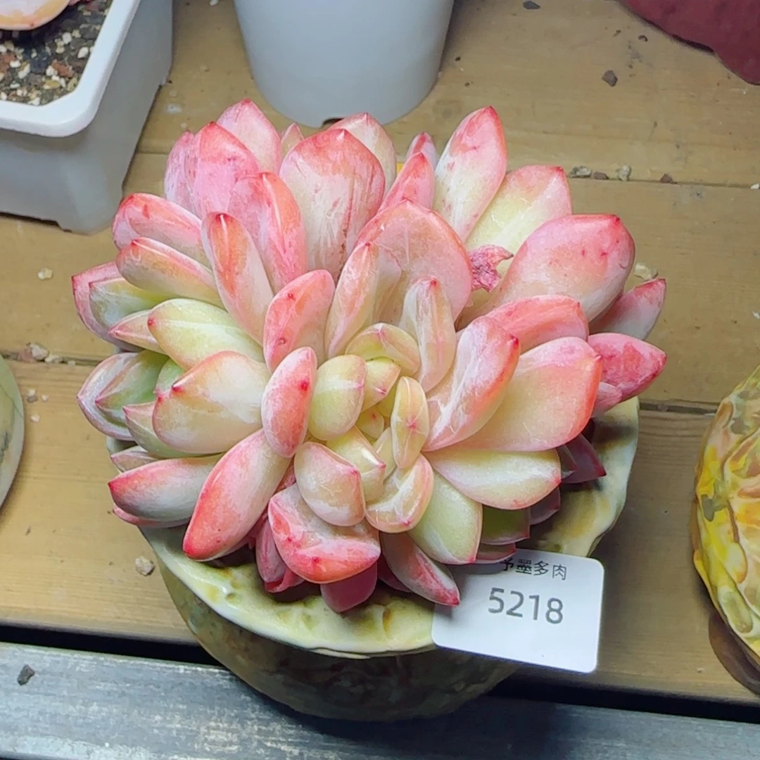 全明星，5218多肉植物
