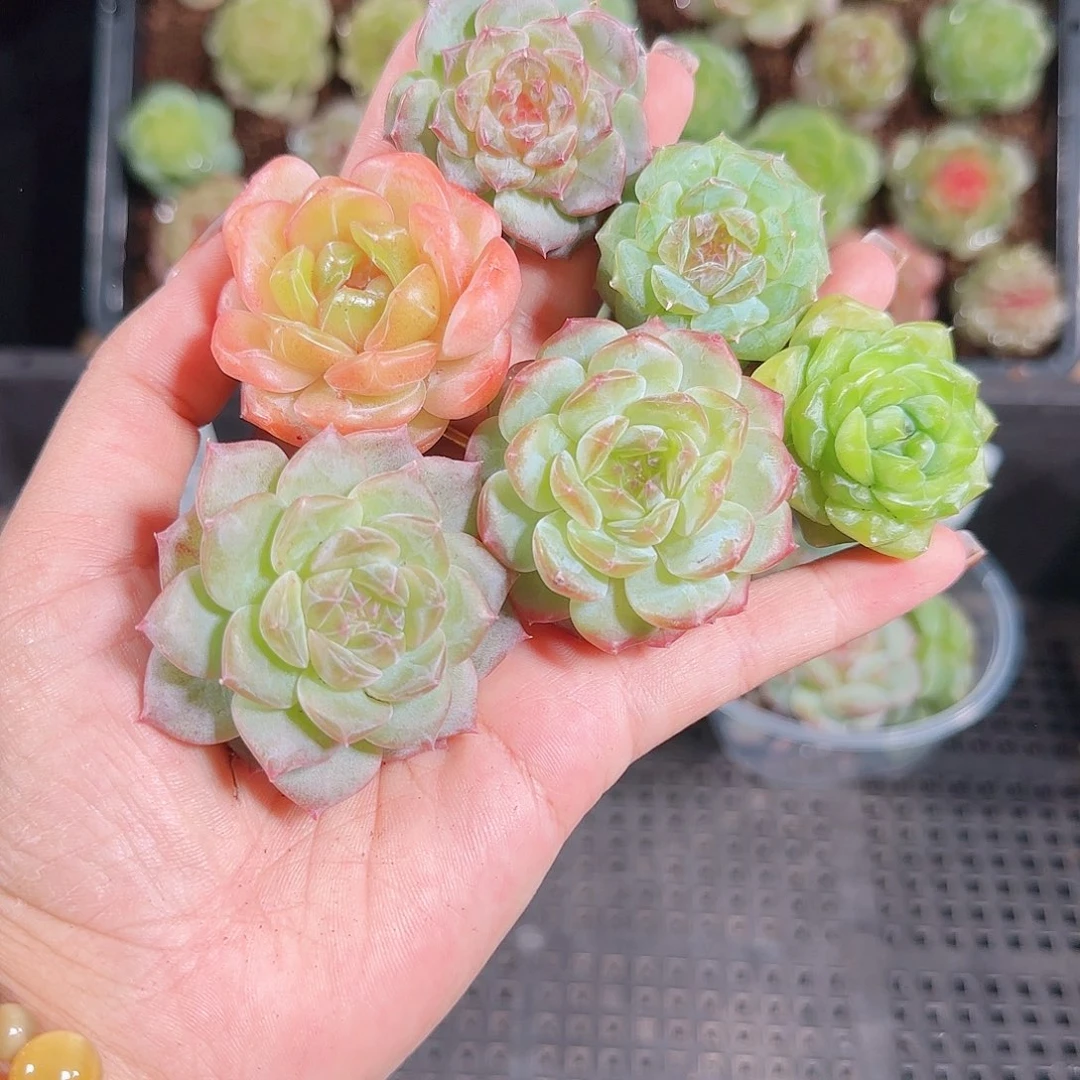 1018---108一物一拍