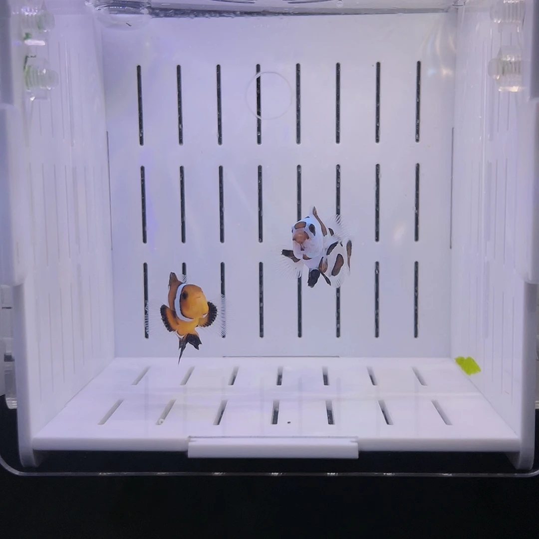 海水鱼焦糖礼服毕卡猫